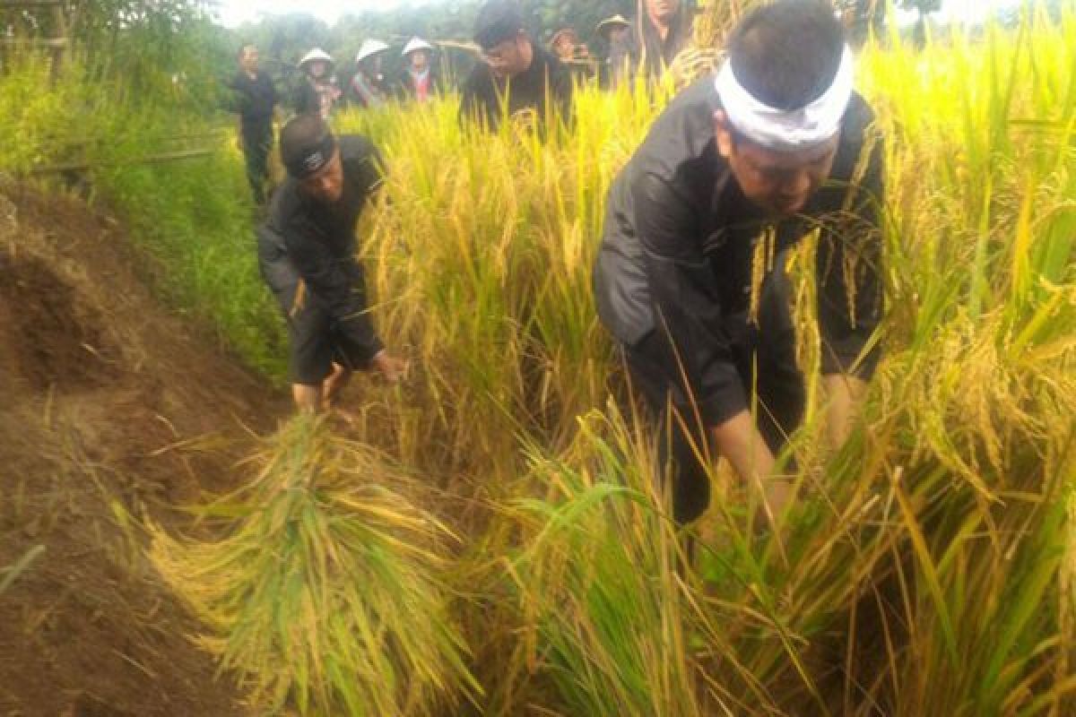 Purwakarta Belum Membutuhkan Impor Beras