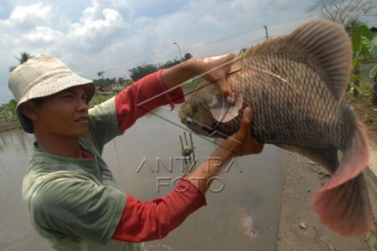 Budidaya Ikan Gurami Andalan Pemkab Banyumas