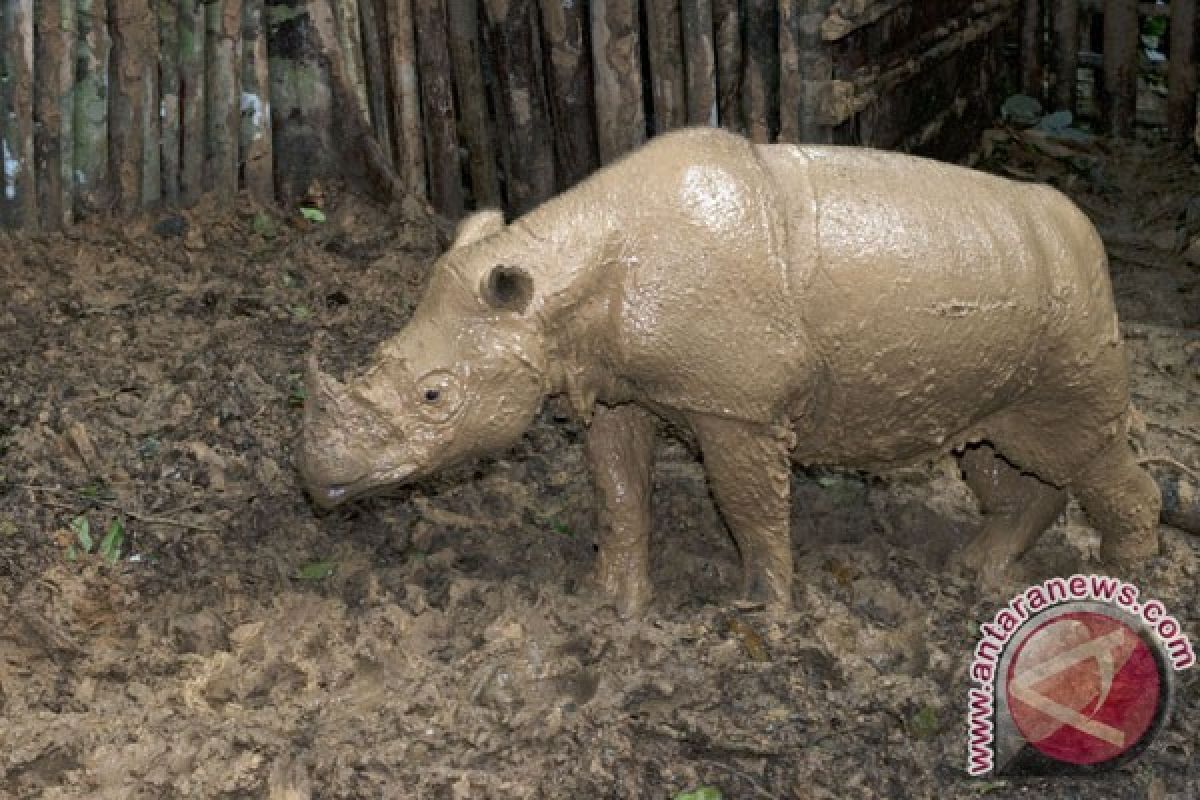 Populasi badak di kepundan Ngorongoro, Tanzania, naik jadi 50 lebih