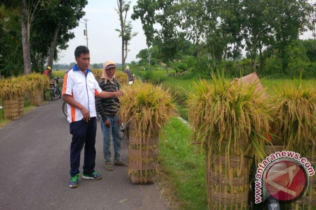 Bulog Jember Turun ke Sawah Beli Gabah-Beras