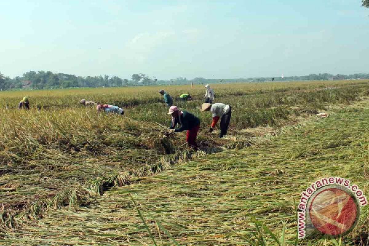 Petani Tulungagung Panen Lebih Awal akibat Hujan