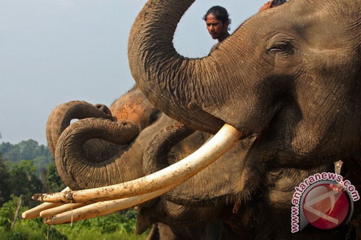 Zimbabwe-Namibia ajukan izin penjualan gading gajah