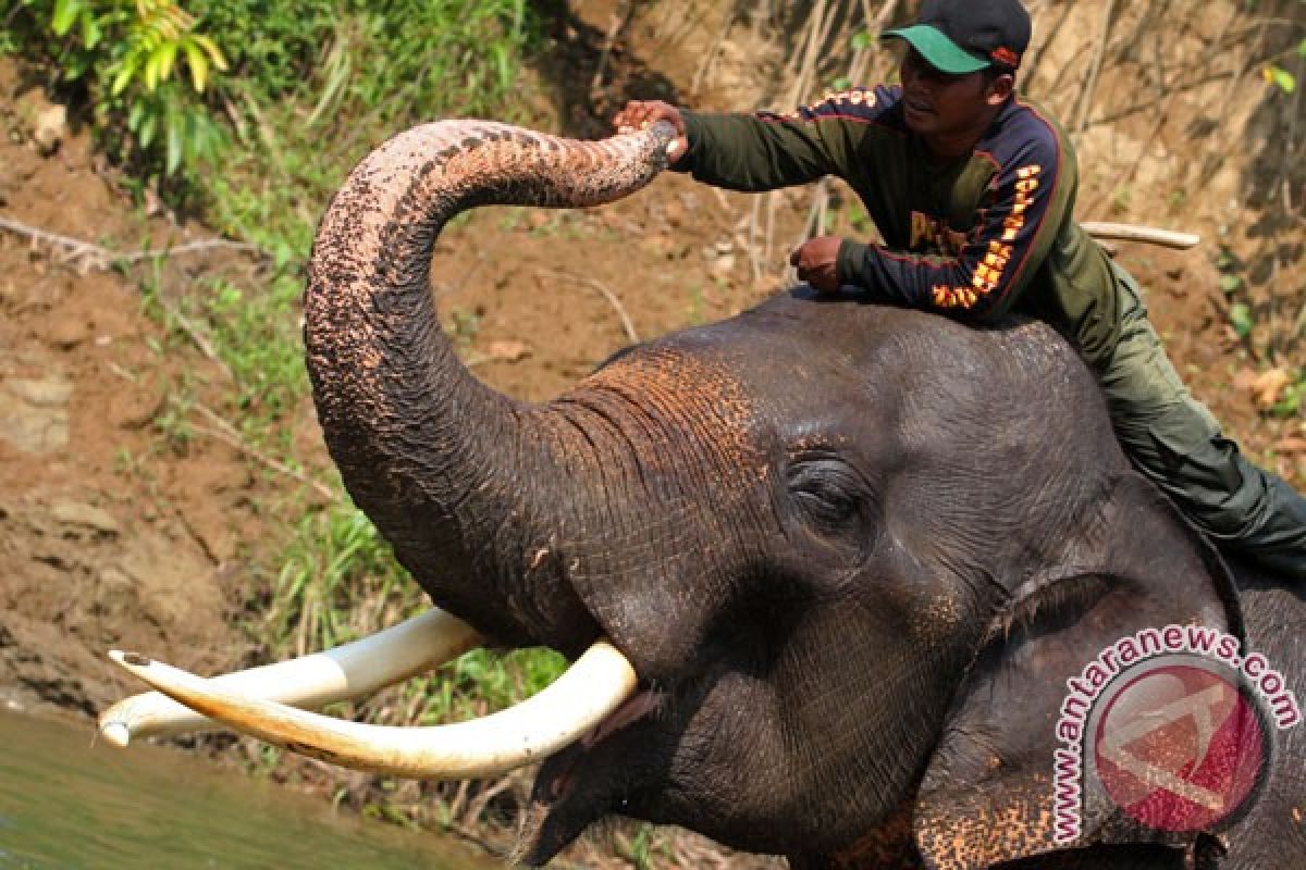 Singapura hancurkan gading gajah ilegal