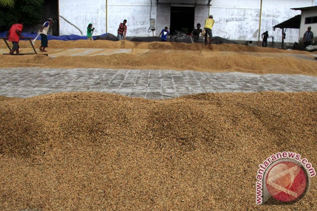 Harga GKP petani Kalsel turun 3,03 persen