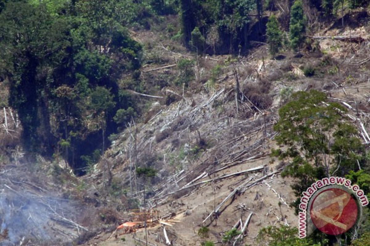 Walhi: hutan Indonesia belum dikelola dengan baik