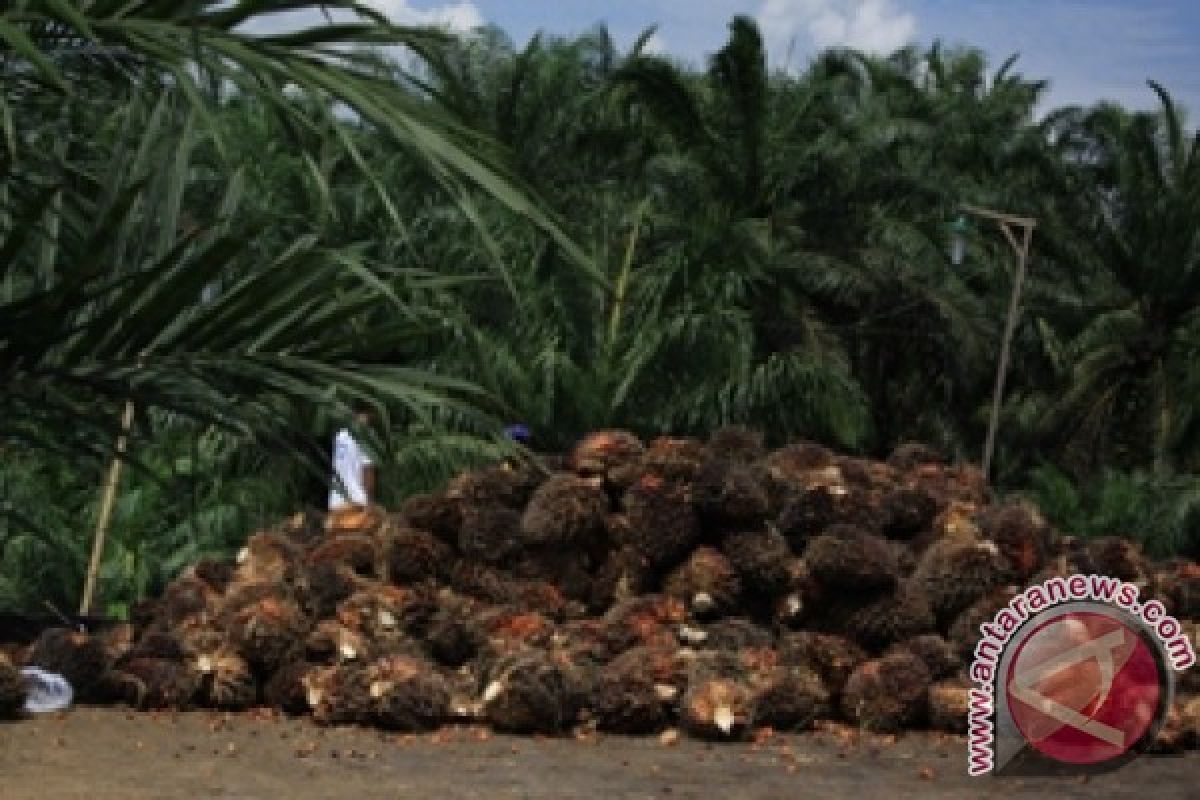 Disbun Kaltim pacu peningkatan produksi kelapa sawit