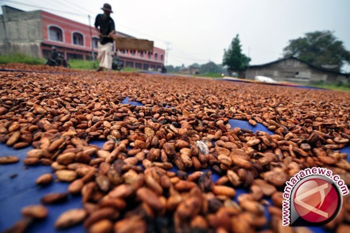 Petani Kakao Sigi  Gembira Melihat Hasil Panen 