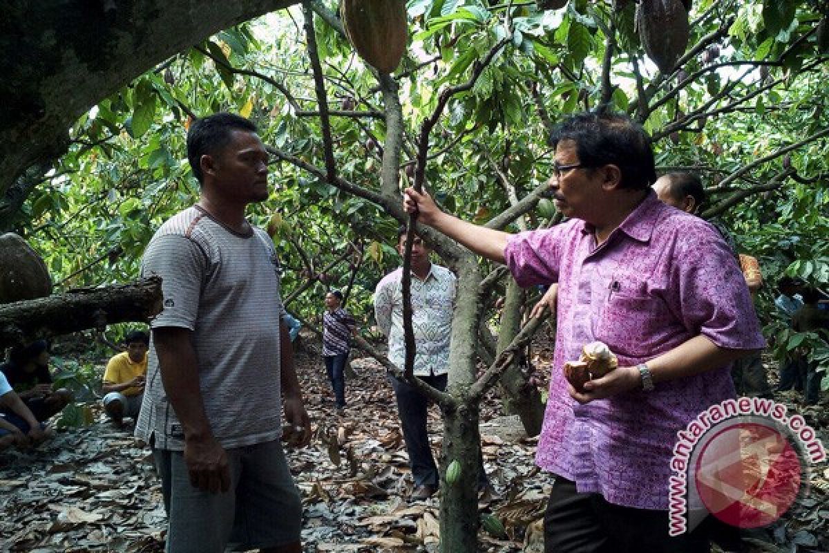 Petani kakao di Sigi keluhkan hasil panen turun drastis