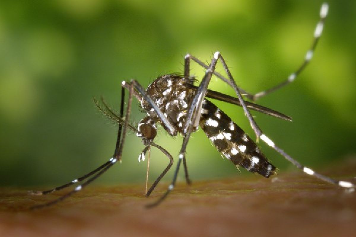 Spanyol konfirmasi 58 kasus infeksi Zika