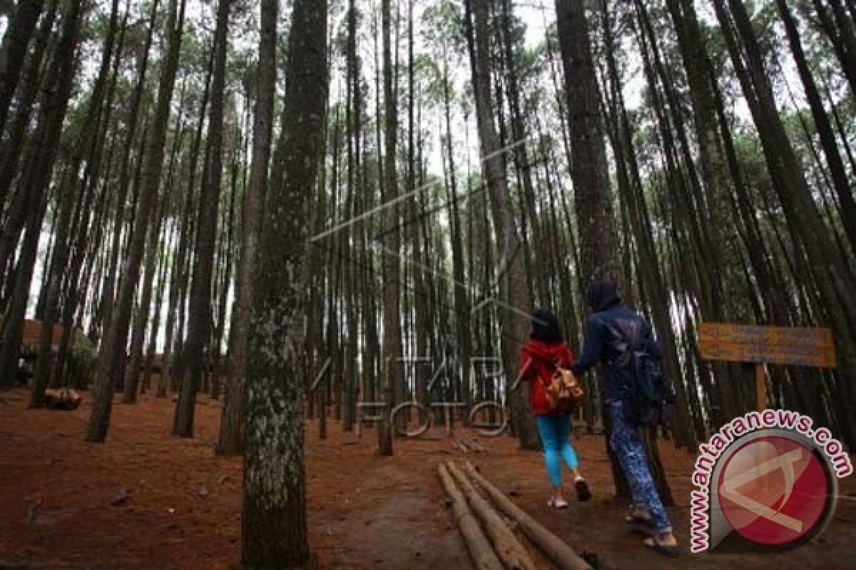 Warga berharap hutan pinus Polman dikembangkan 