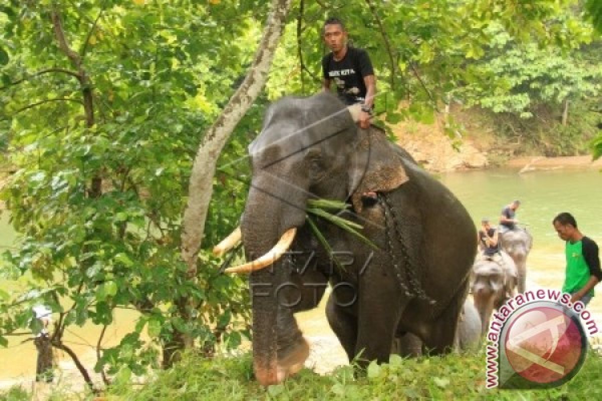 Gajah Jinak Dikerahkan Atasi Gajah Liar