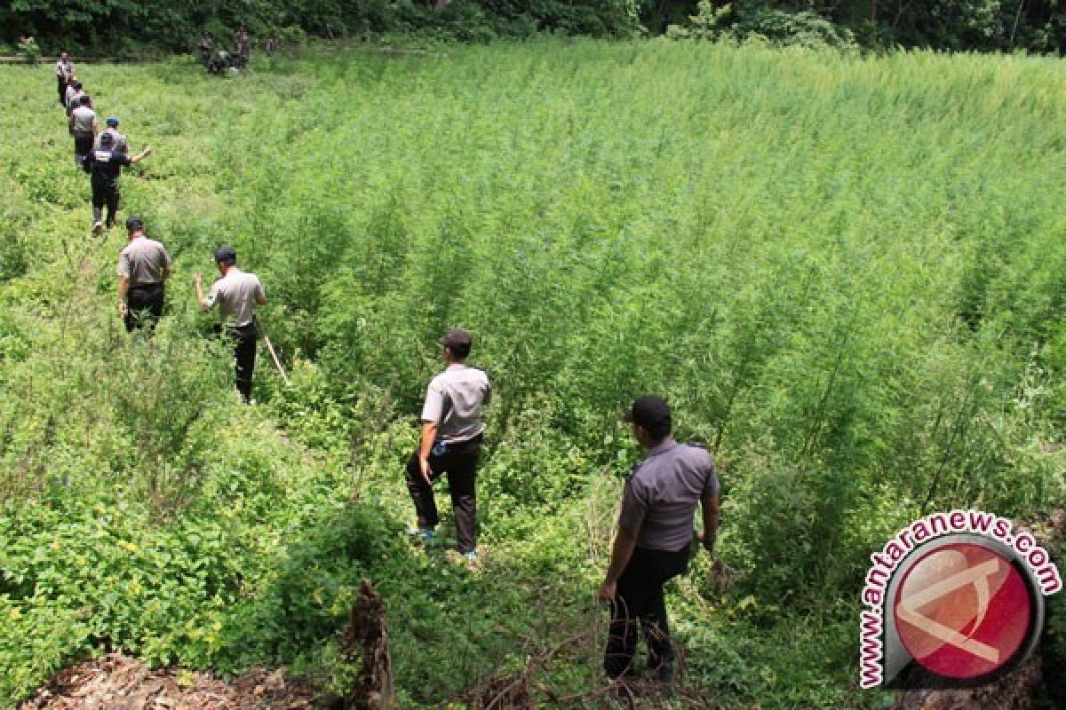 Polres Boven Digoel temukan ladang ganja di Distrik Jair