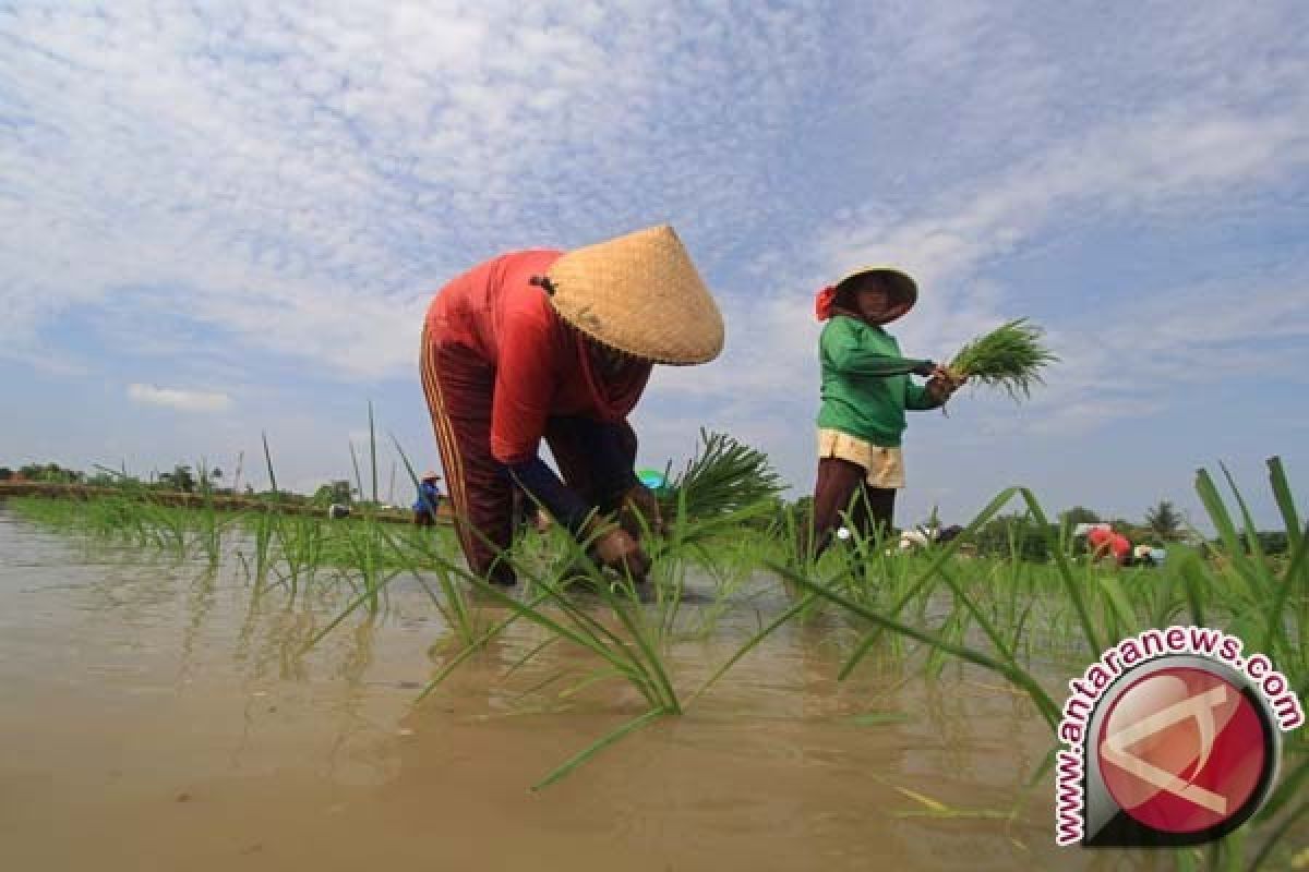 Petani Padi Rias Terancam Gagal Panen