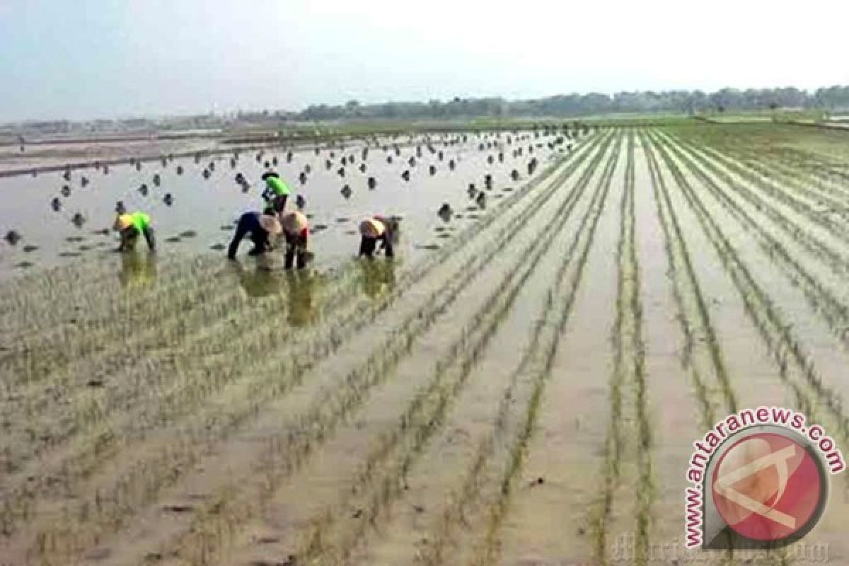 Sawah Seribu Hektare Belum Terealisasi 