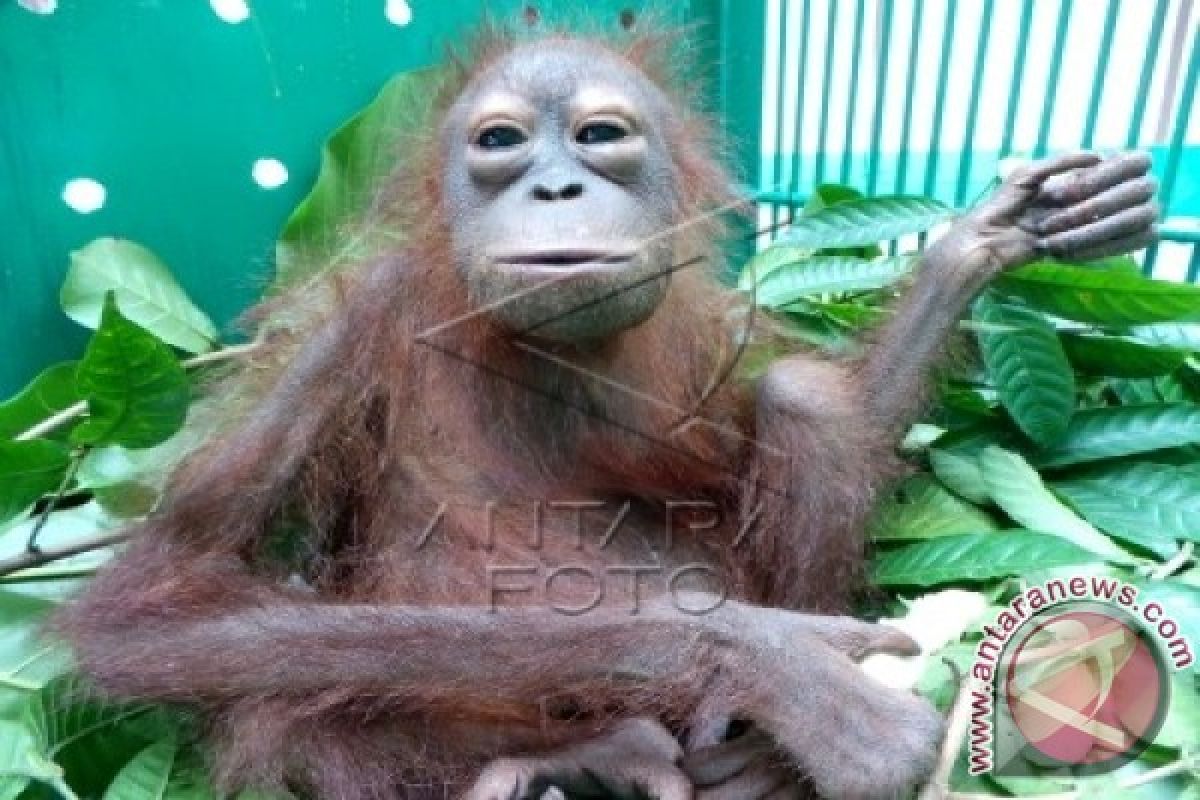 Waduh! 3 Ribu Orangutan Barito Selatan Terancam Punah 