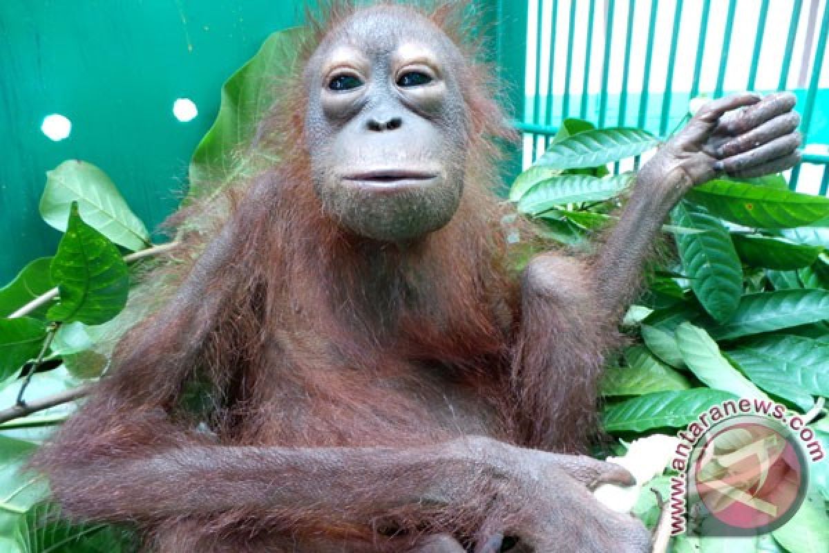 Pupuk Kaltim lepasliarkan lima ekor orangutan