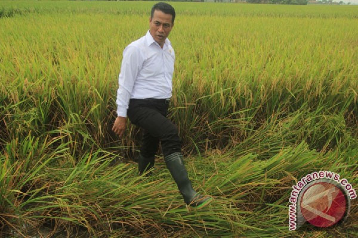 Mentan: tahun ini tidak ada paceklik beras