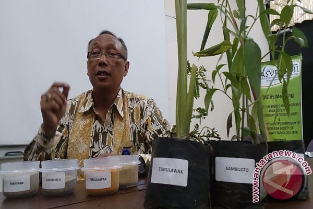 IPB Kembangkan Jamu Antiflu Burung