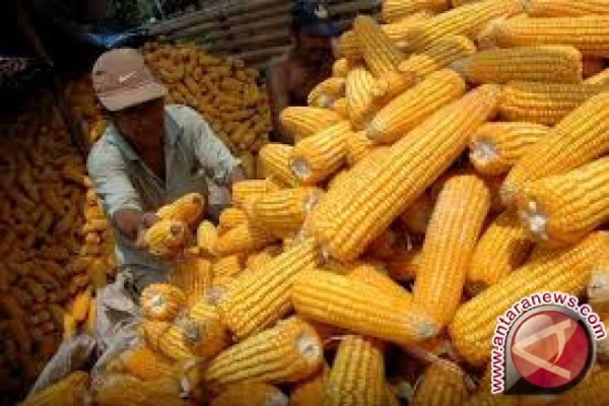 Produksi Jagung Jambi naik 18,59 persen 