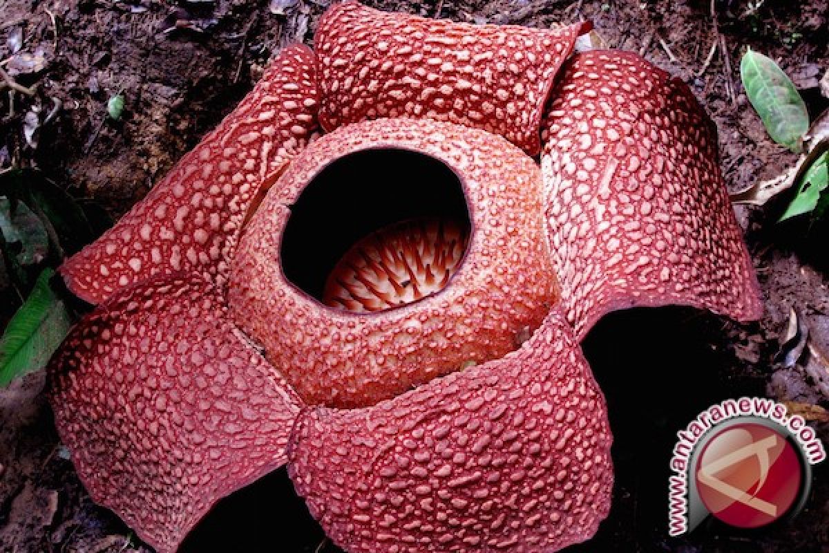 Rafflesia mekar di objek wisata Kemumu