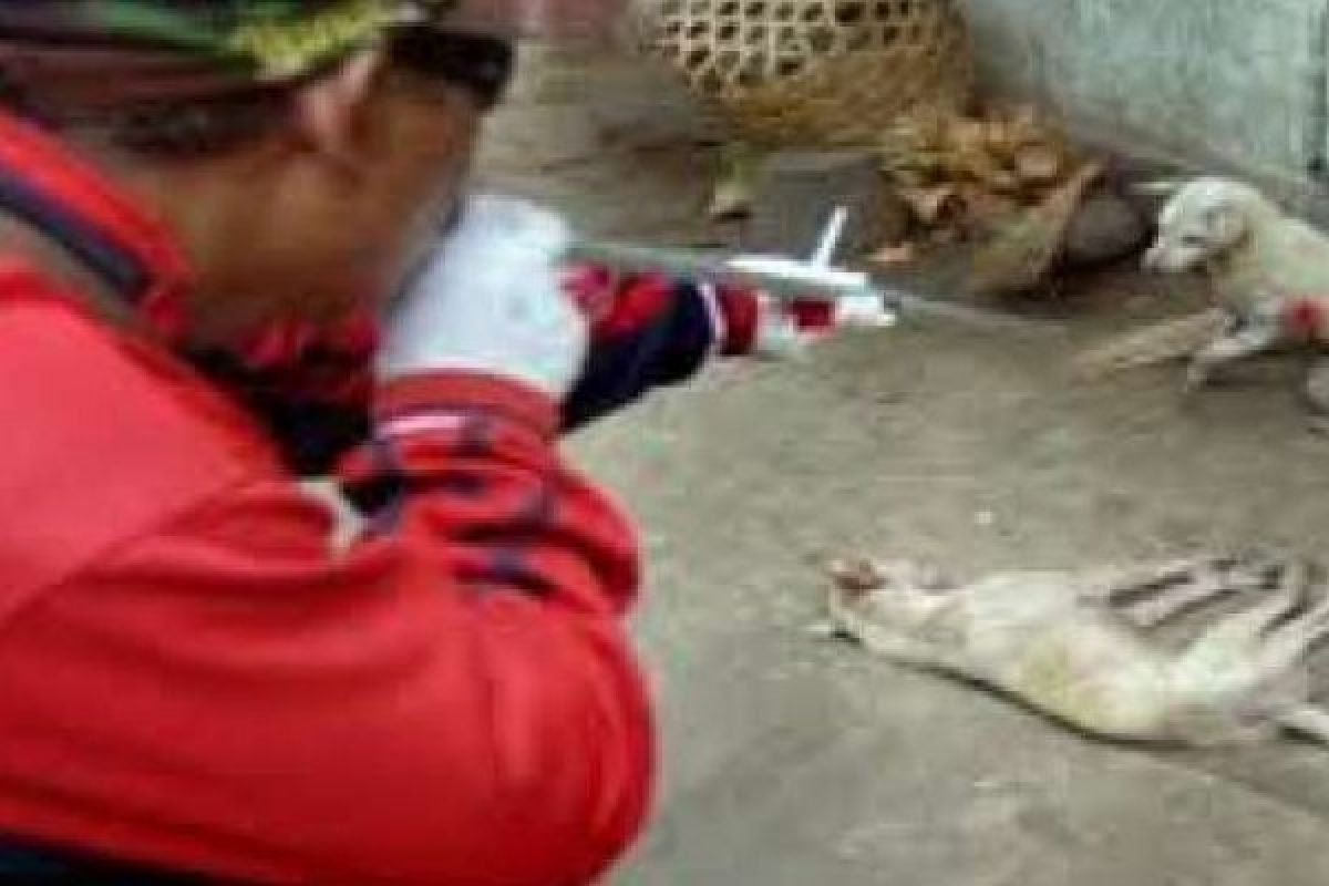Ratusan Anjing Liar Resahkan Warga Kuansing, Kadistan: Racuni Atau Tembaki