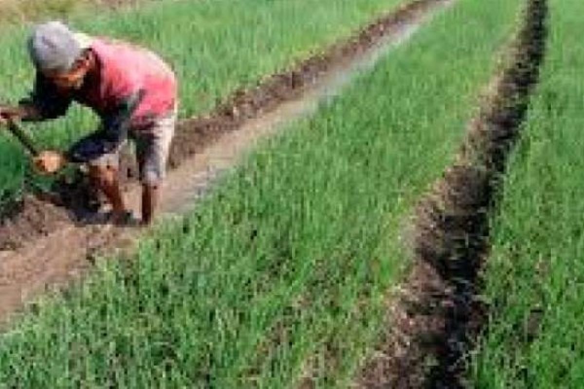 90 Petani Padi dan Jagung 12 Daerah Riau Dapatkan Pelatihan