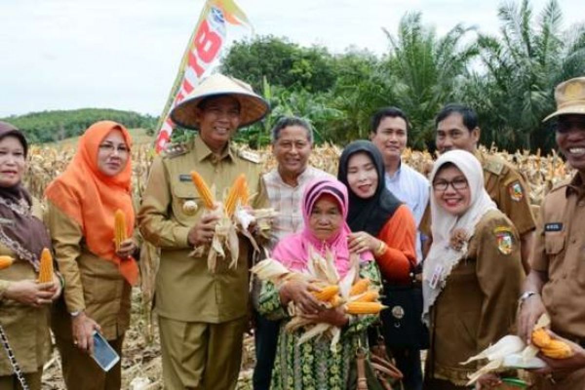 Wako Pekanbaru Panen Perdana Jagung Pipil di Rumbai Pesisir
