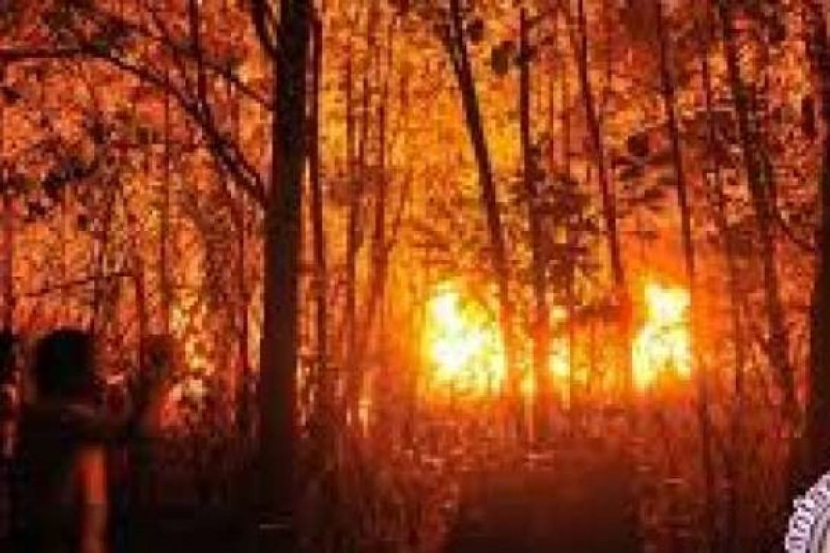 Titik Api Bengkalis Kembali Bermunculan, Diantaranya Ada Lahan PT RRL