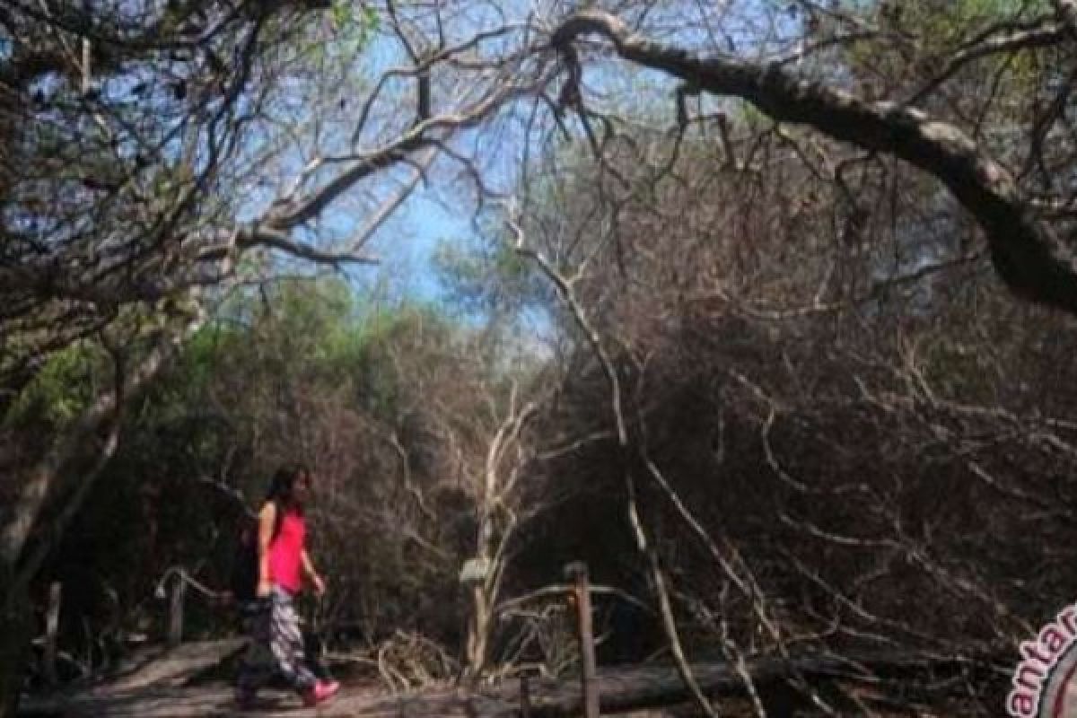 14.345 Penduduk Riau Bermukim di Kawasan Mangrove yang Terus Berkurang