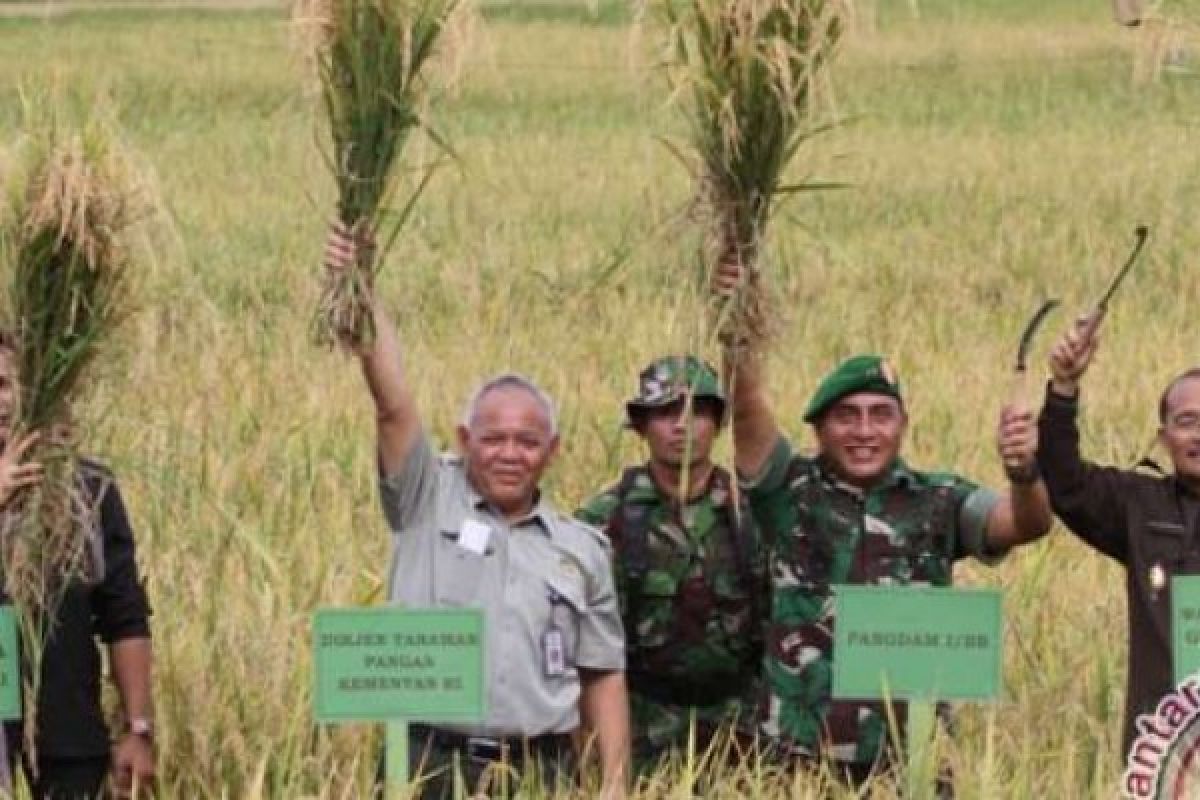 Koramil Kuantan Hilir Panen Raya Bersama Masyarakat Desa Tuo