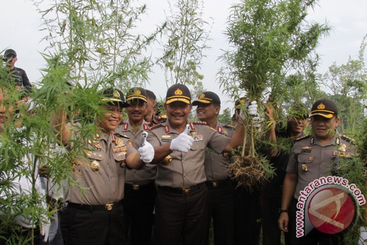 Kapolri Pimpin Pemusnahan Ladang Ganja di Aceh Besar