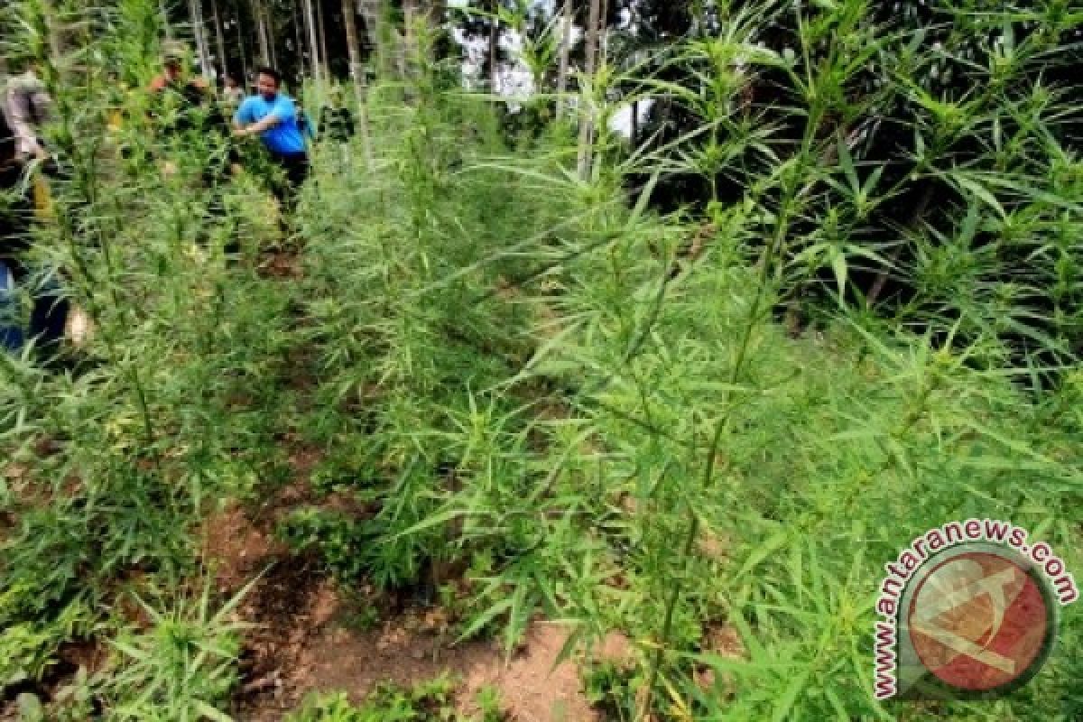  Kapolri pimpin pemusnahan ladang ganja di Aceh 