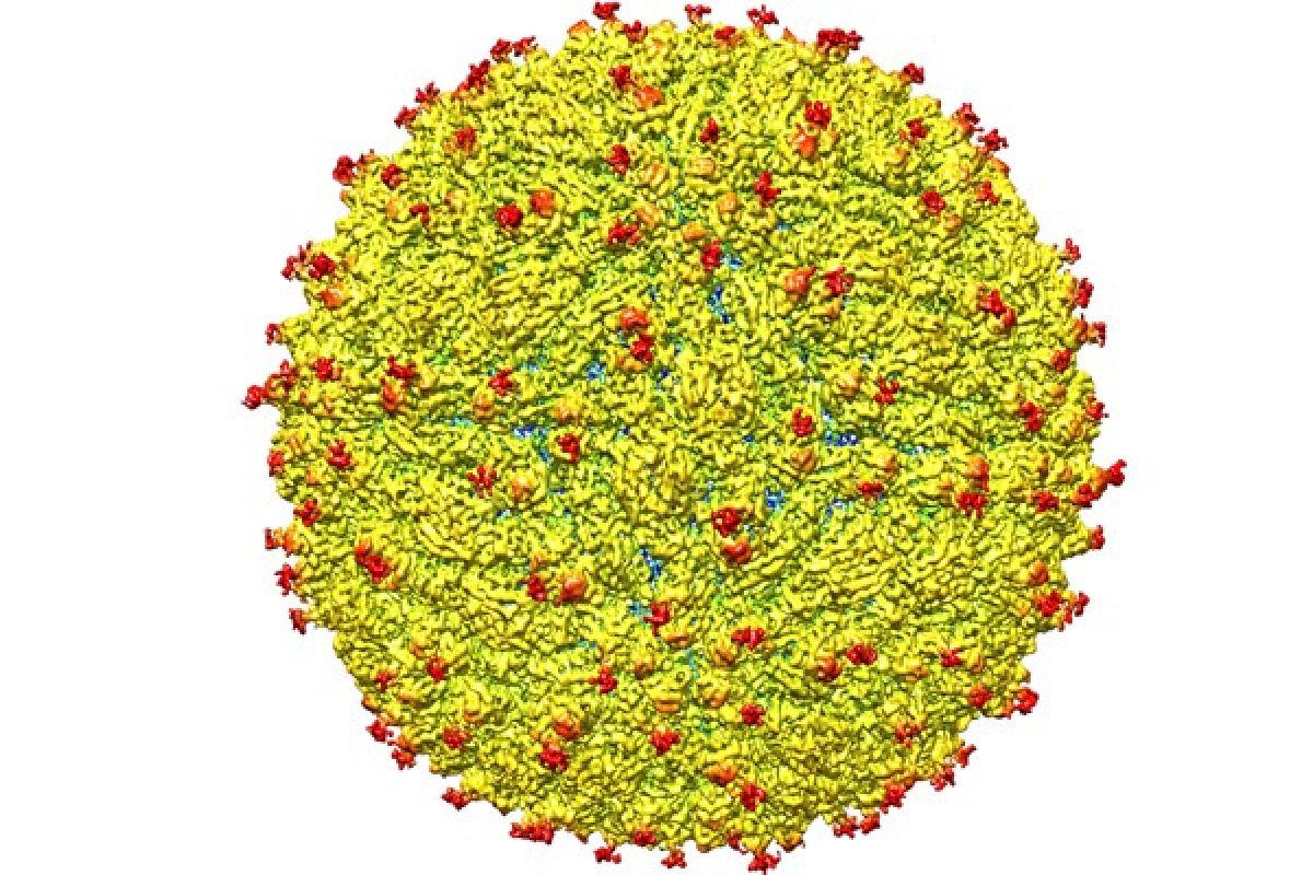 12 orang, termasuk lima perempuan hamil, positif zika di Norwegia