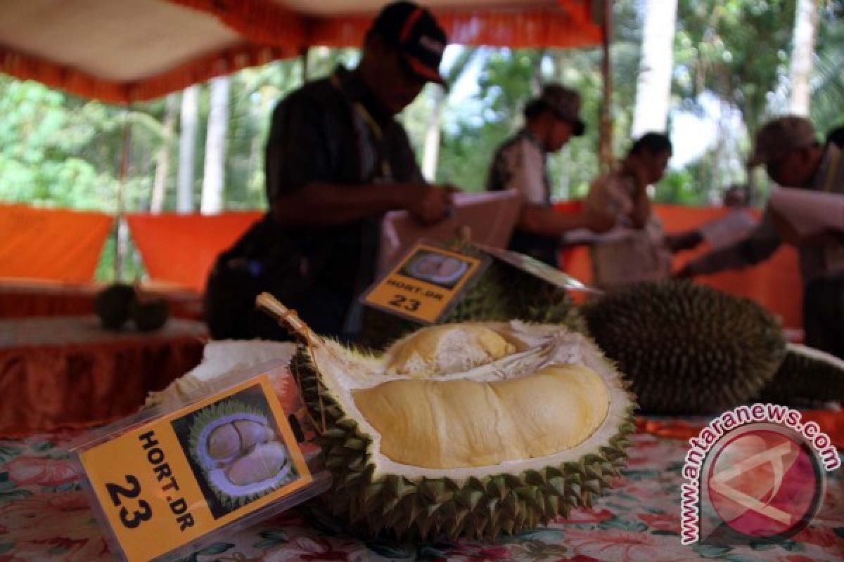 Petani Trenggalek Gelar Kontes Durian Lokal