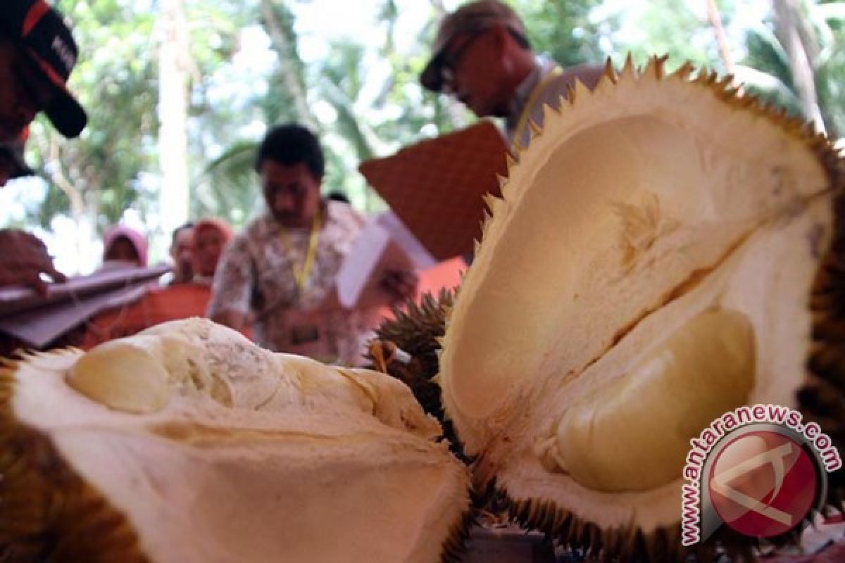 Omzet Produksi Durian Trenggalek Lebih Rp200 Miliar