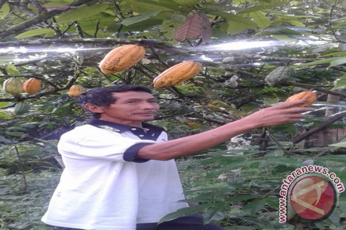 Program Intensifikasi Tingkatkan Produksi Petani Sigi 