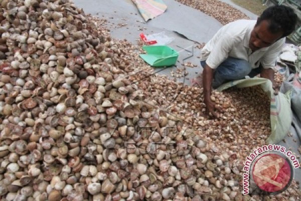 Harga pinang di Aceh Utara melonjak