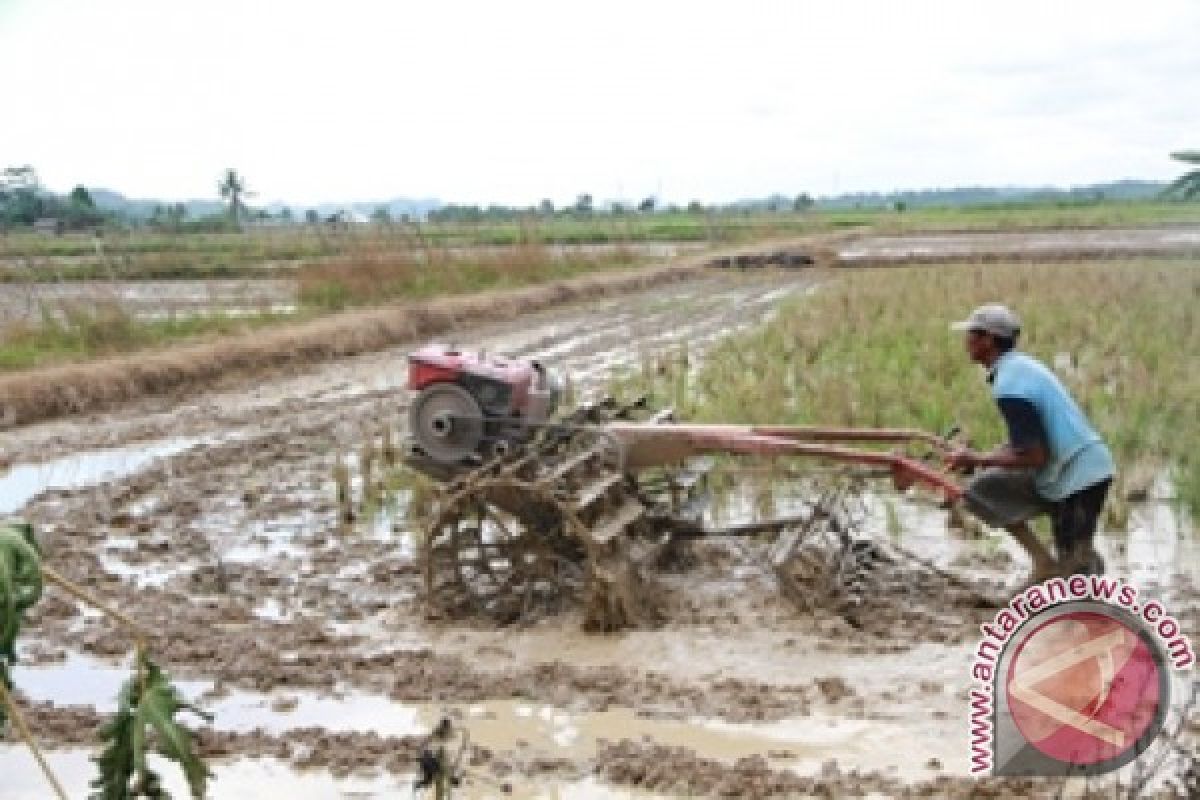 Pemkab Penajam manfaatkan lahan rawa untuk pertanian