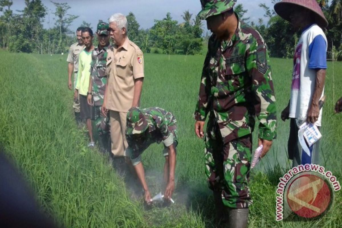 Babinsa Bersama Petani Jember Basmi Hama Tikus