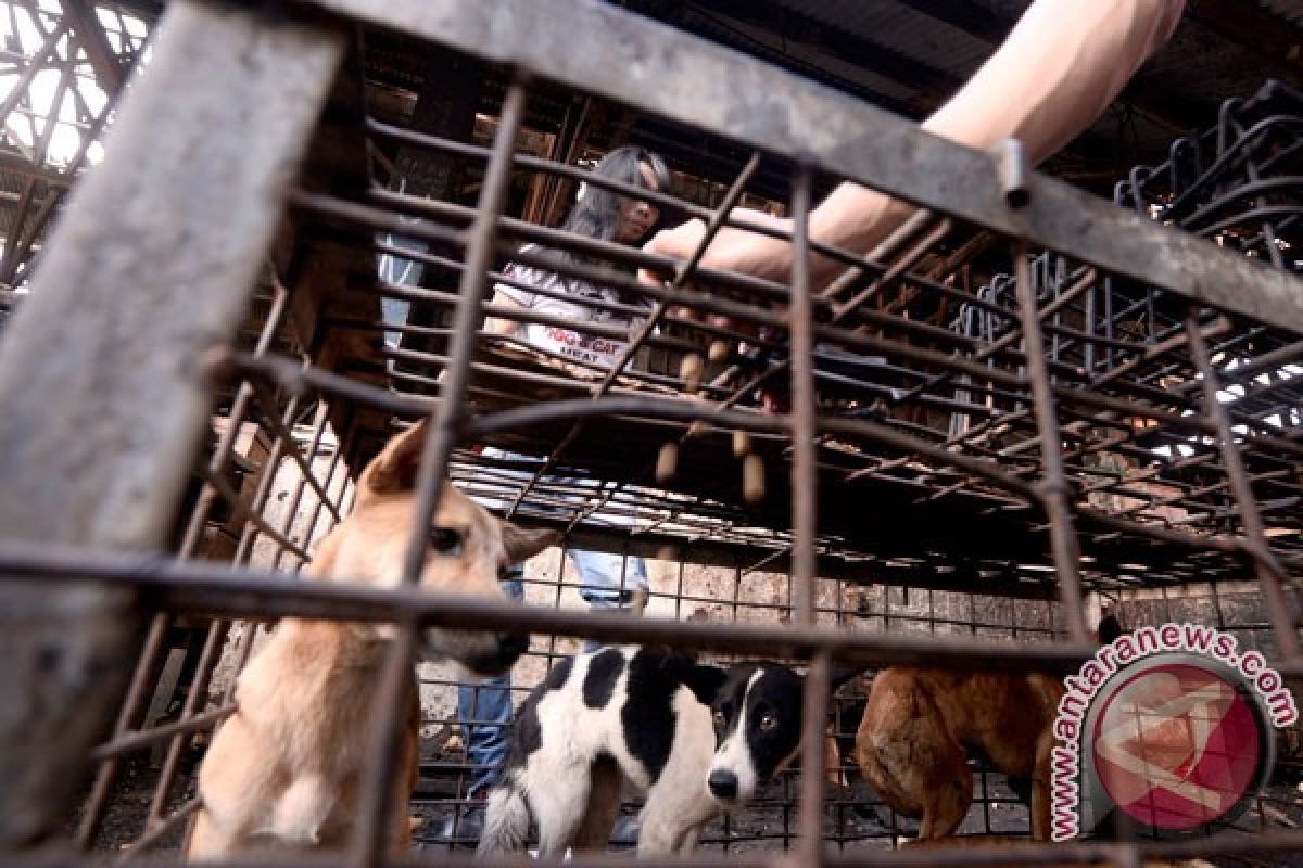 Pegiat nilai penegakan hukum atas penganiayaan hewan masih lemah