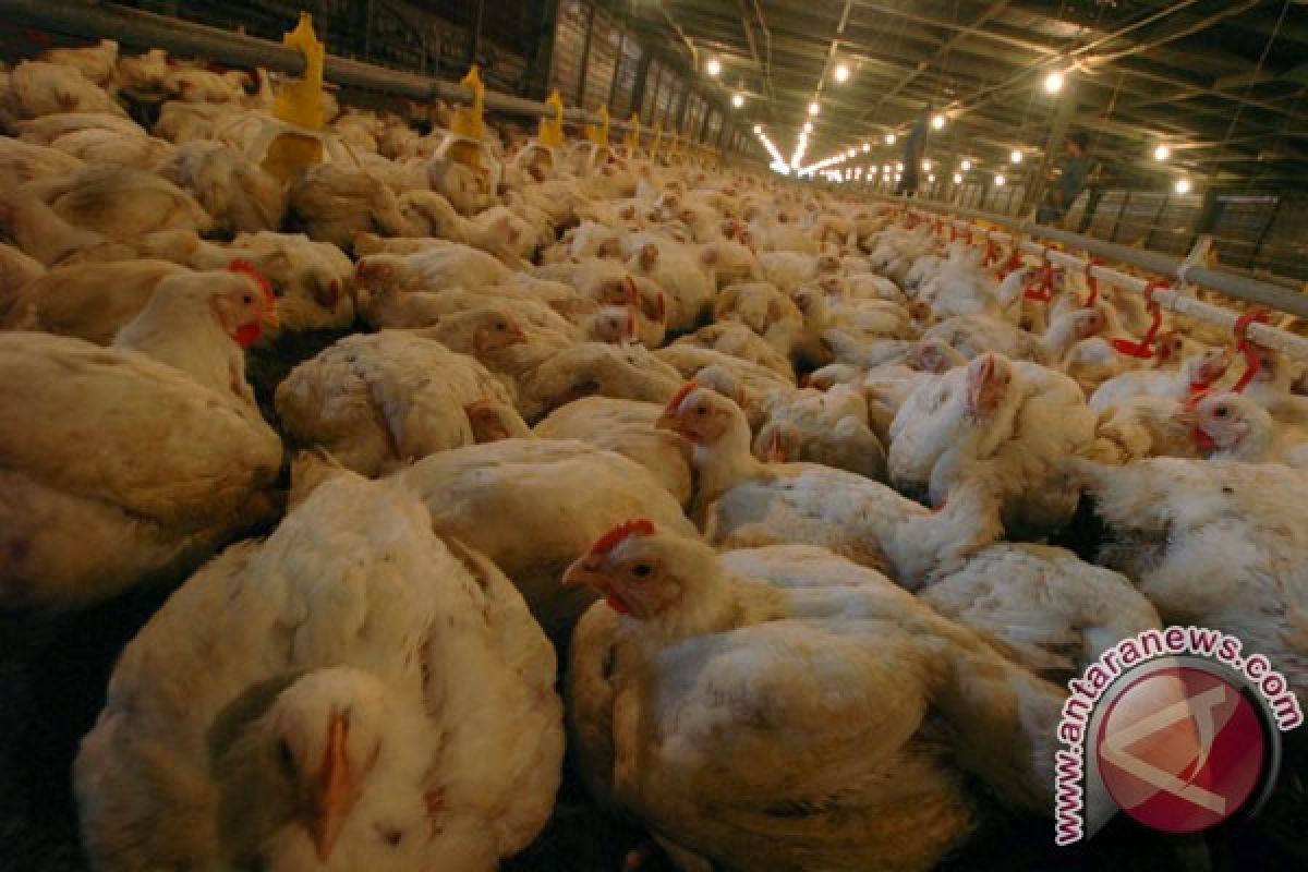 Pasokan ayam berlimpah harga turun drastis