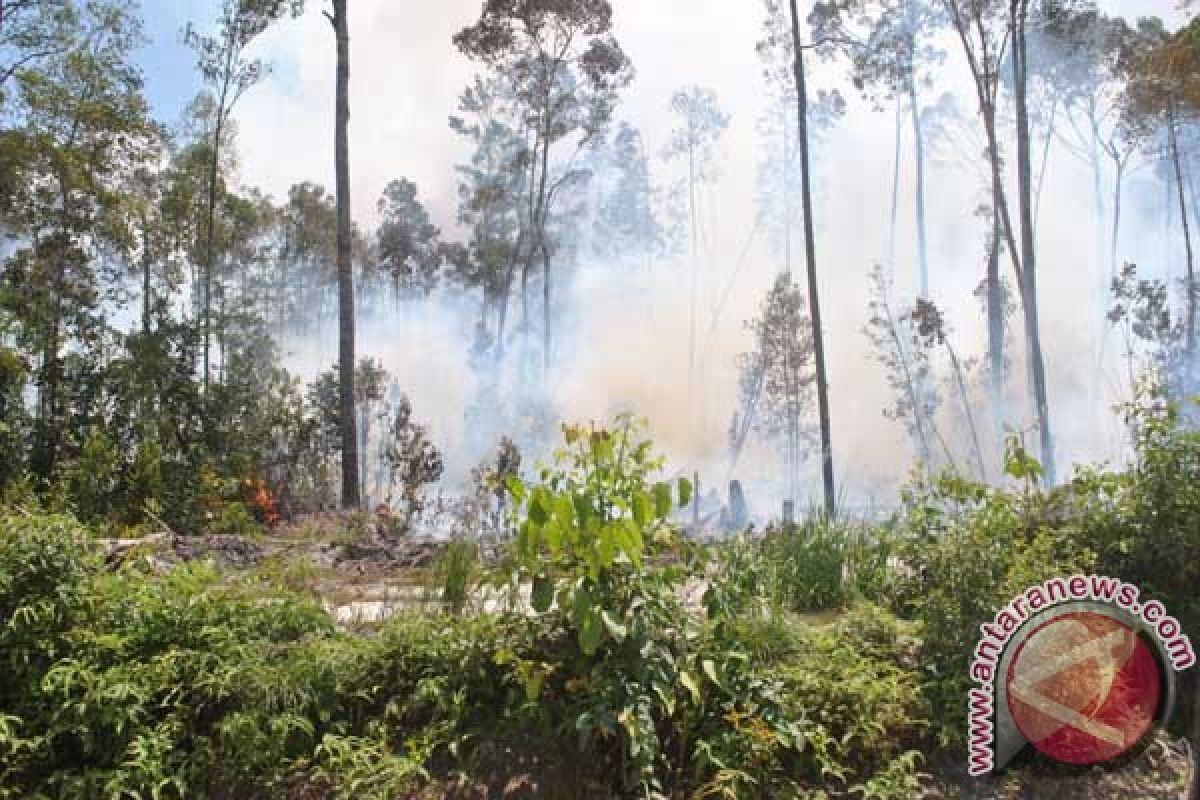 Pemerintah Natuna dan Provinsi Diharapkan Tanggap Kebakaran