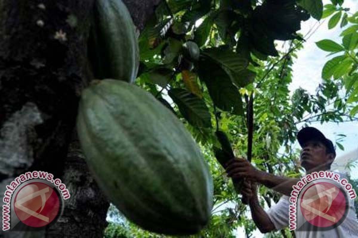 Revitalisasi tanaman kakao petani di Kolaka Utara