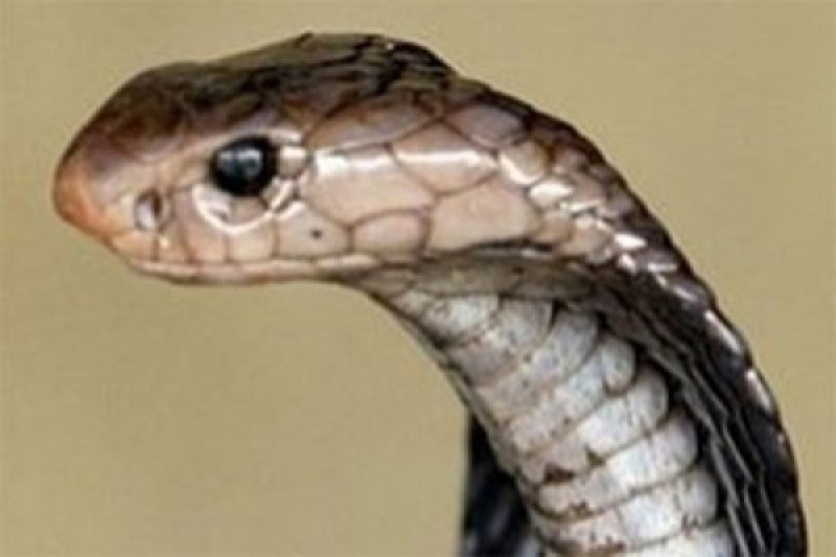 Suntikan dana Rp1,4 triliun untuk obat gigitan ular