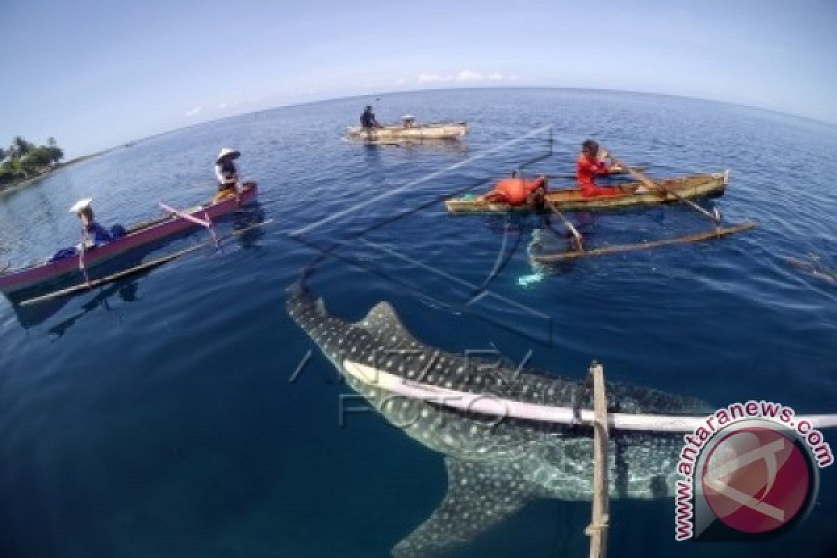 Wisata Berenang Bersama Hiu Paus di Teluk Cenderawasih