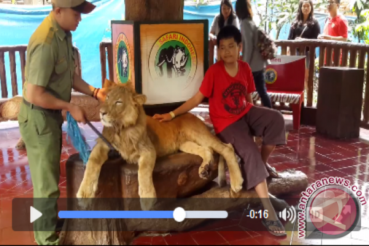 Taman Safari bantah bius singa untuk foto