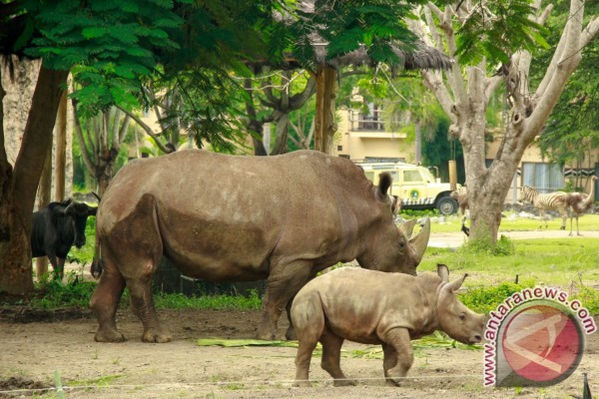 Badak Putih Langka Lahir di Bali Safari