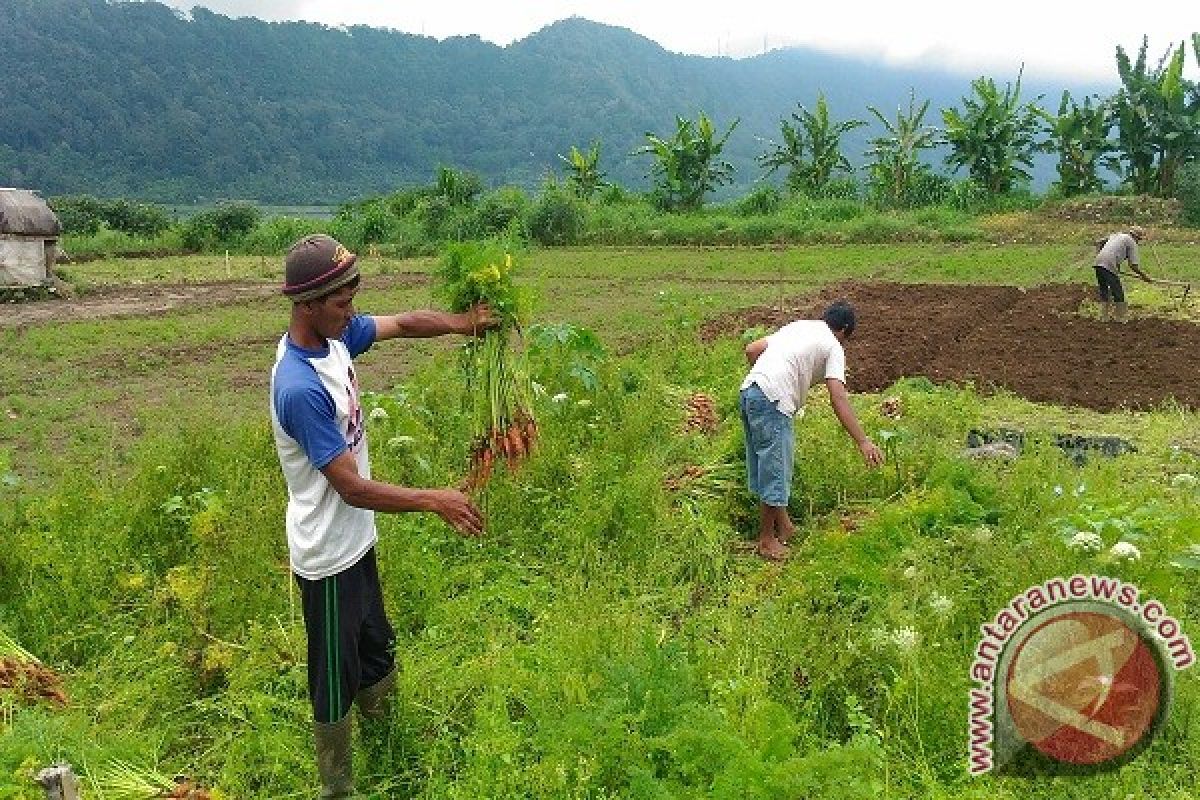 Petani Wortel Pancasari Gagal Panen Diserang Hama