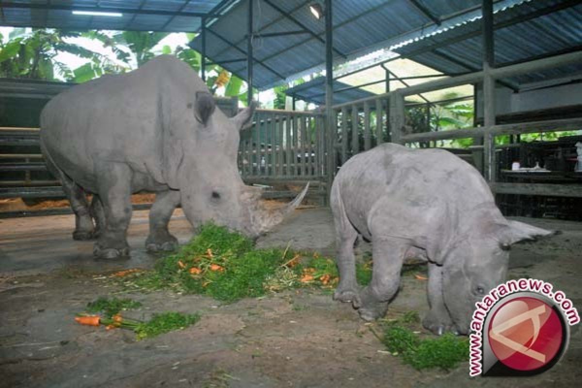 Badak putih langka lahir di Bali Safari