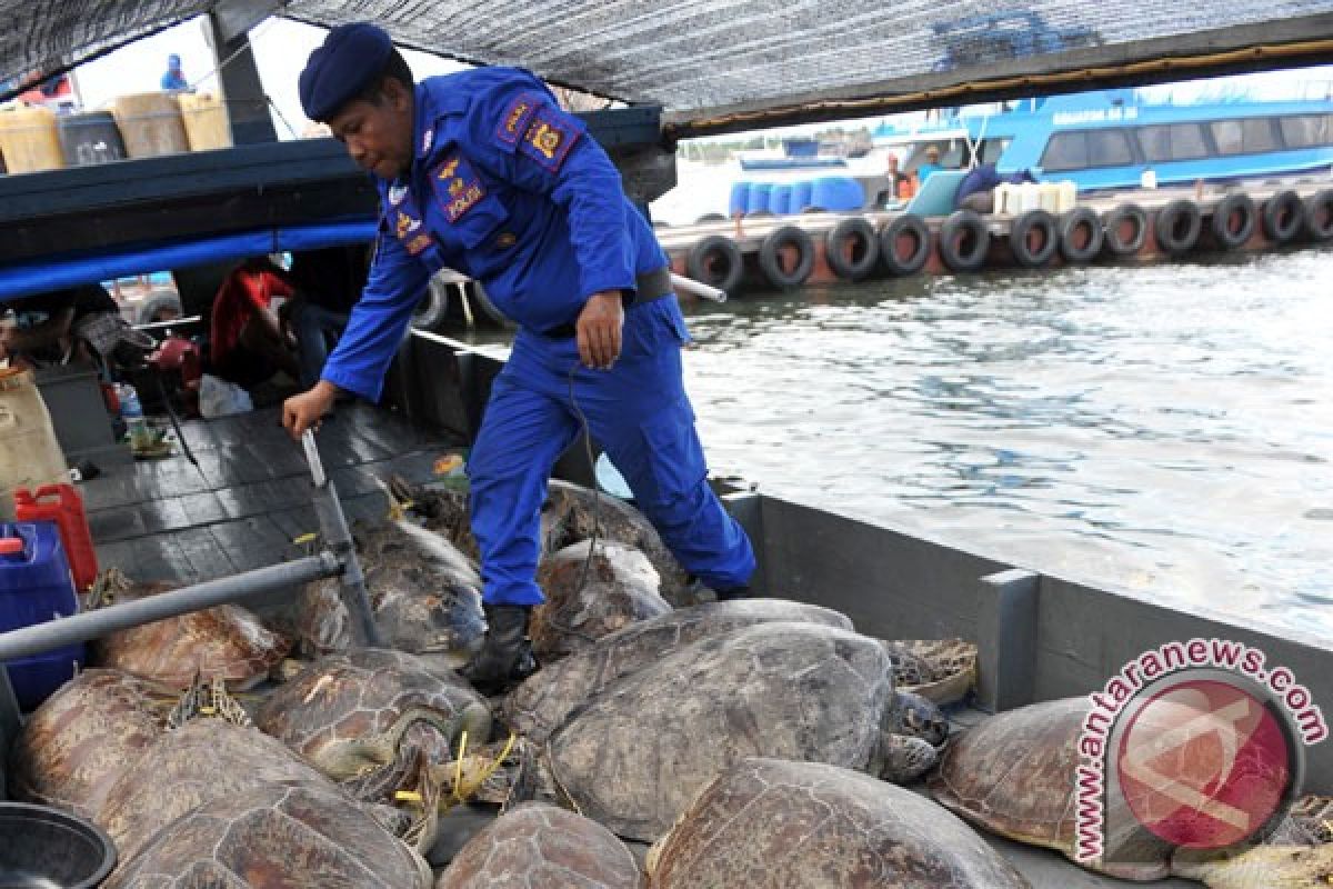 Polisi gagalkan penyelundupan penyu hijau